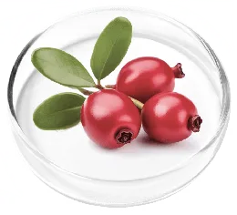 Bearberry ingredient illustration from the seller